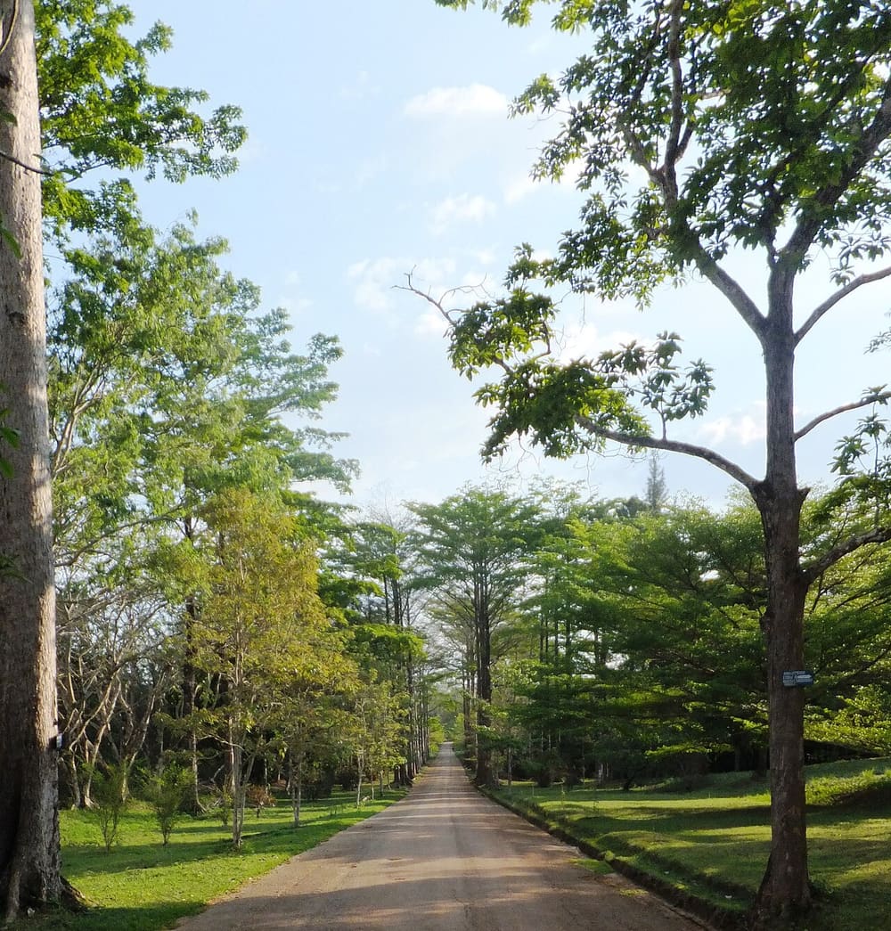 Jardin Botanique de Kisantu
