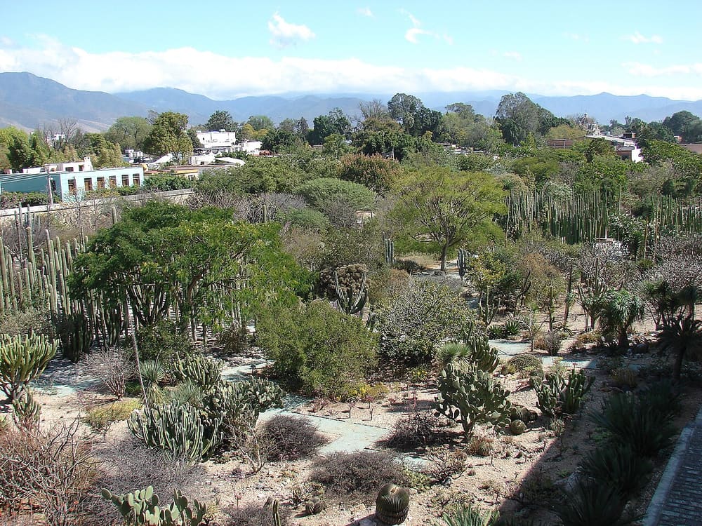 Jardín Etnobotánico de Oaxaca, Oaxaca, Mexico (Wimup)