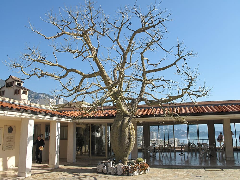 Jardin Exotique de Monaco, Monaco, Monaco (Wimup)