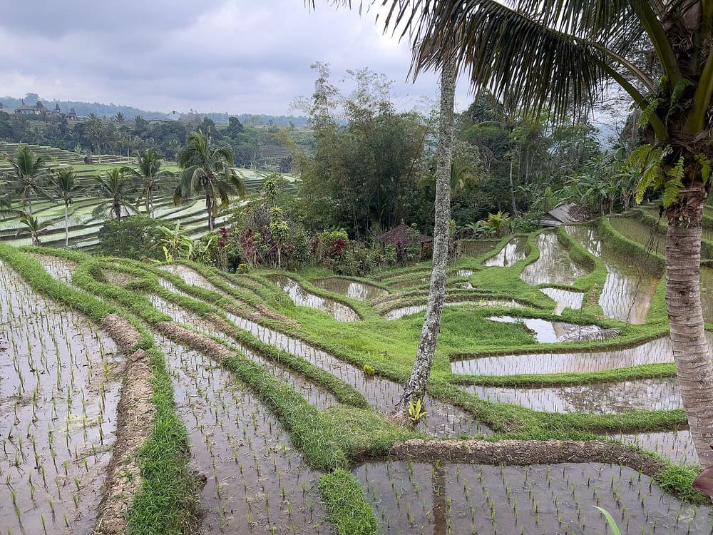 Jatiluwih