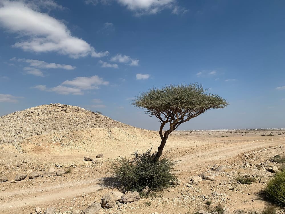 Jebel Hafit Desert Park, Al Ain, United Arab Emirates (Wimup)