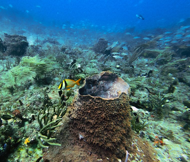 John Pennekamp Coral Reef State Park
