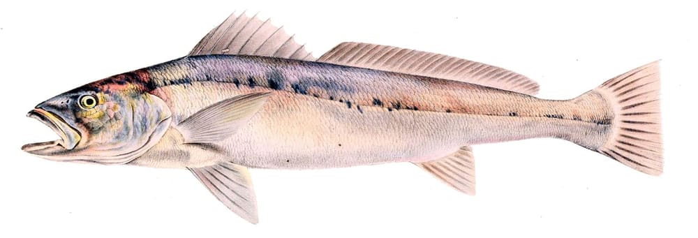 Kabeljou, Namibia (Wimup)