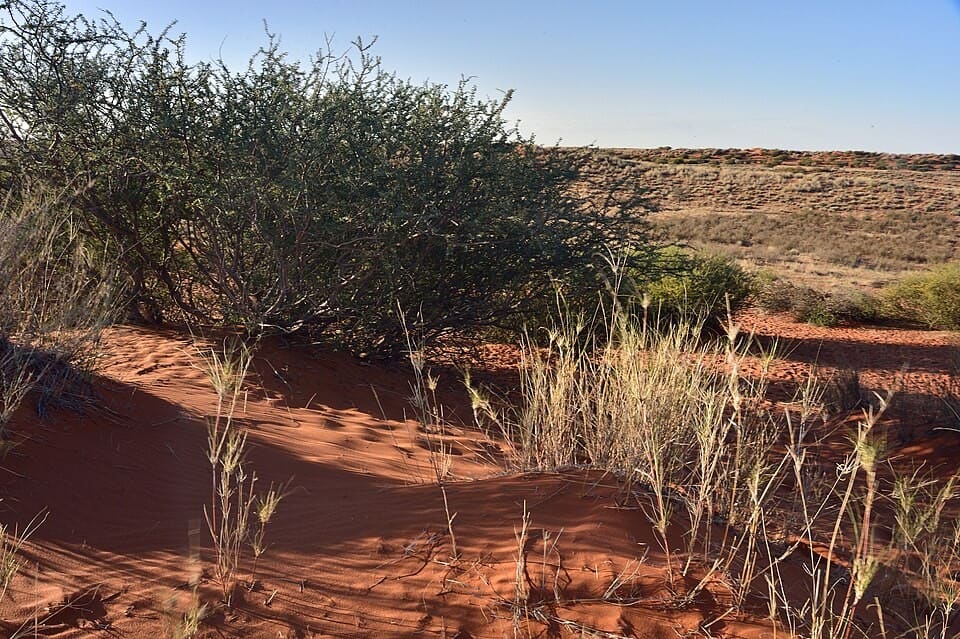 Red Kalahari sand, dry grass and thornbush, southern Africa