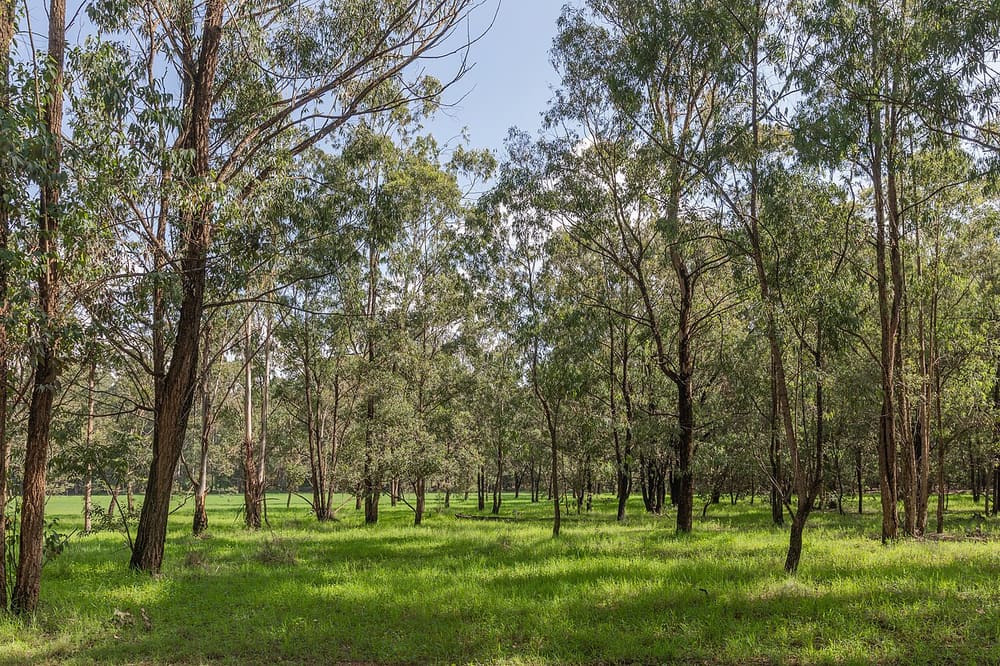 Karura Forest, Nairobi, Kenya (Wimup)