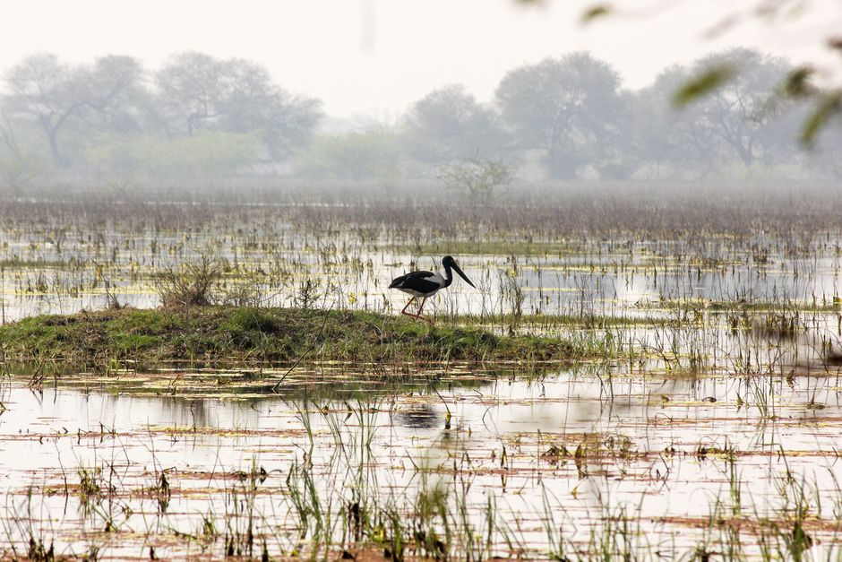 Keoladeo National Park, Bharatpur