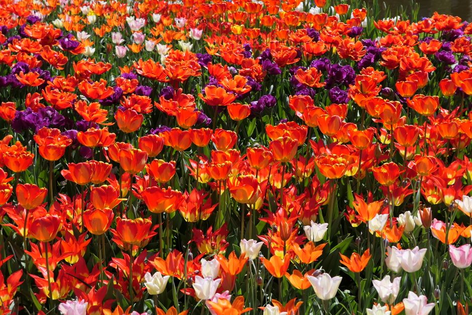 Keukenhof and the bulb fields