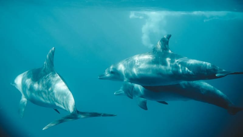 Kizimkazi dolphins