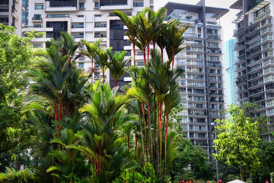 KL Forest Eco Park, Kuala Lumpur, Malaysia