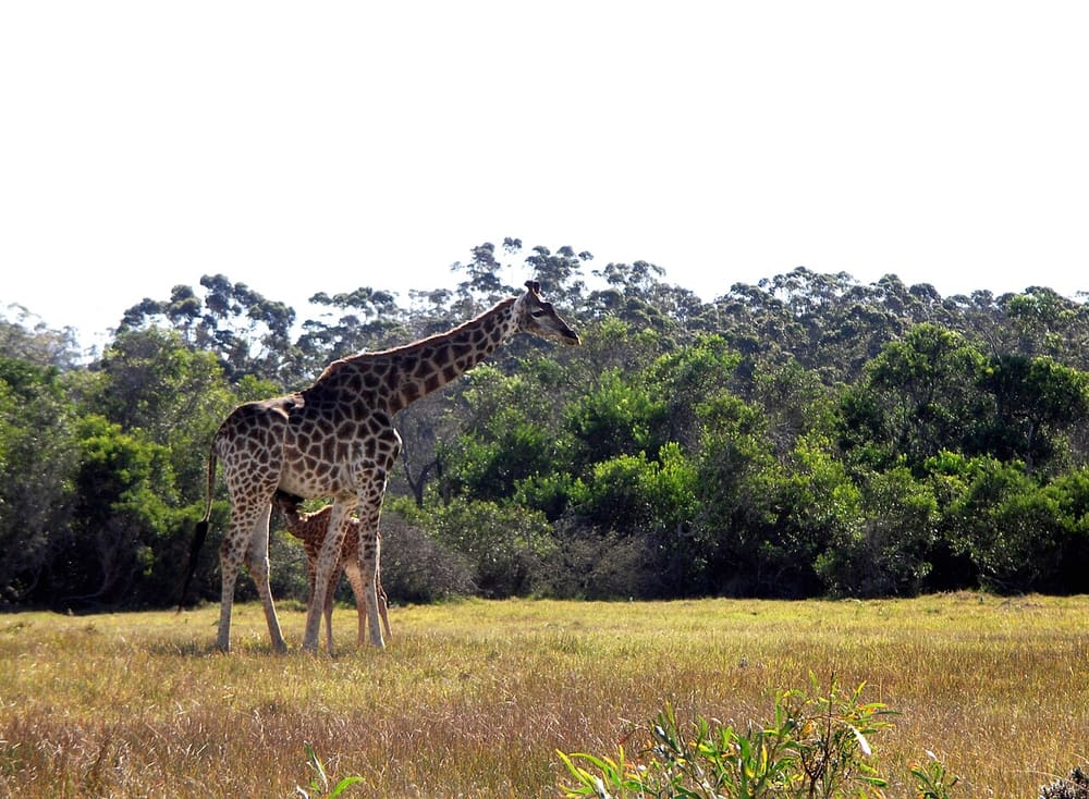 Kragga Kamma Game Park