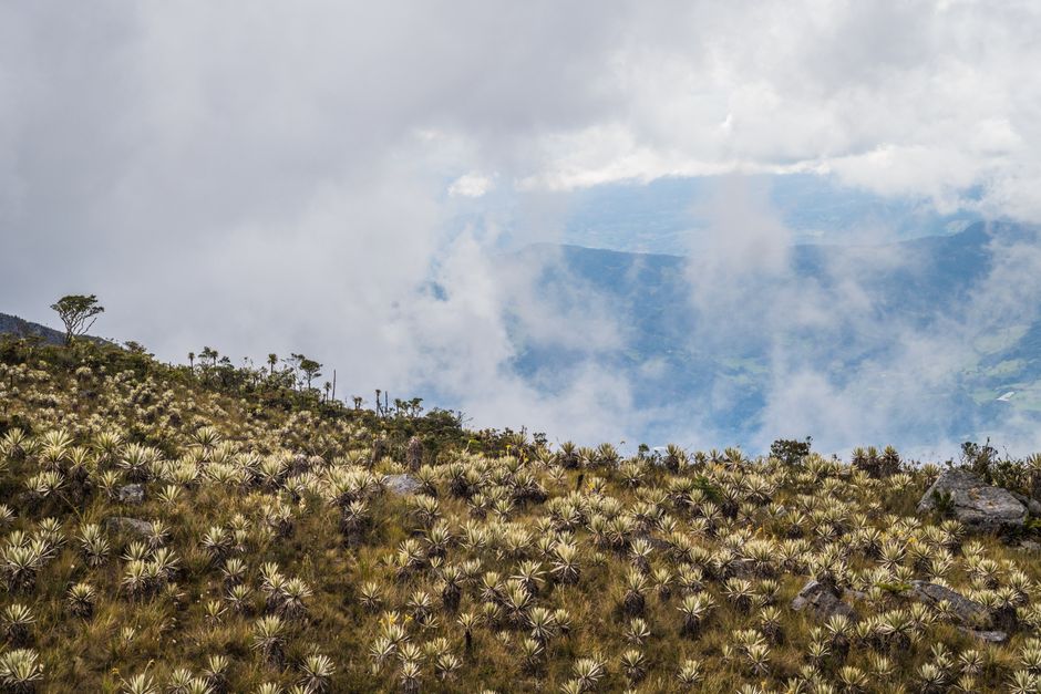 La Chorrera and Choachí