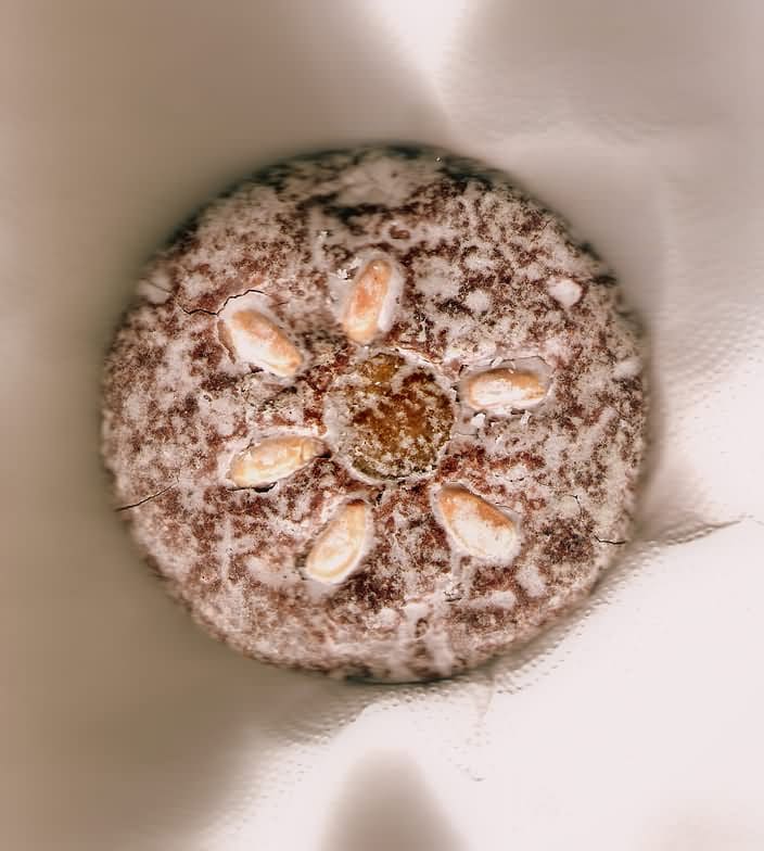 Lebkuchen, Germany (Wimup)