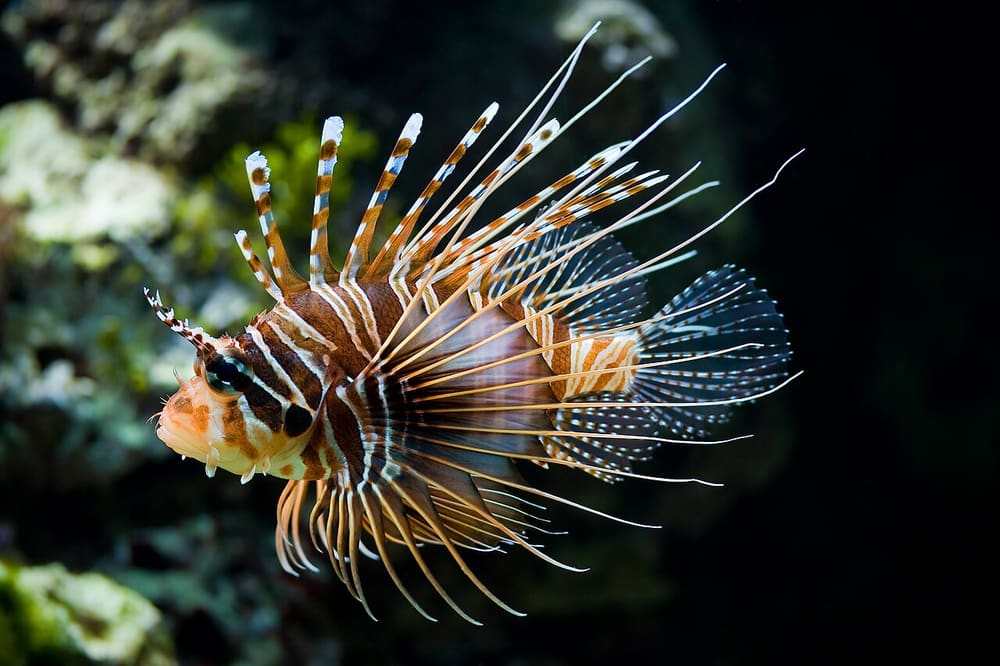 Lionfish, Roatan (Wimup travel guide)