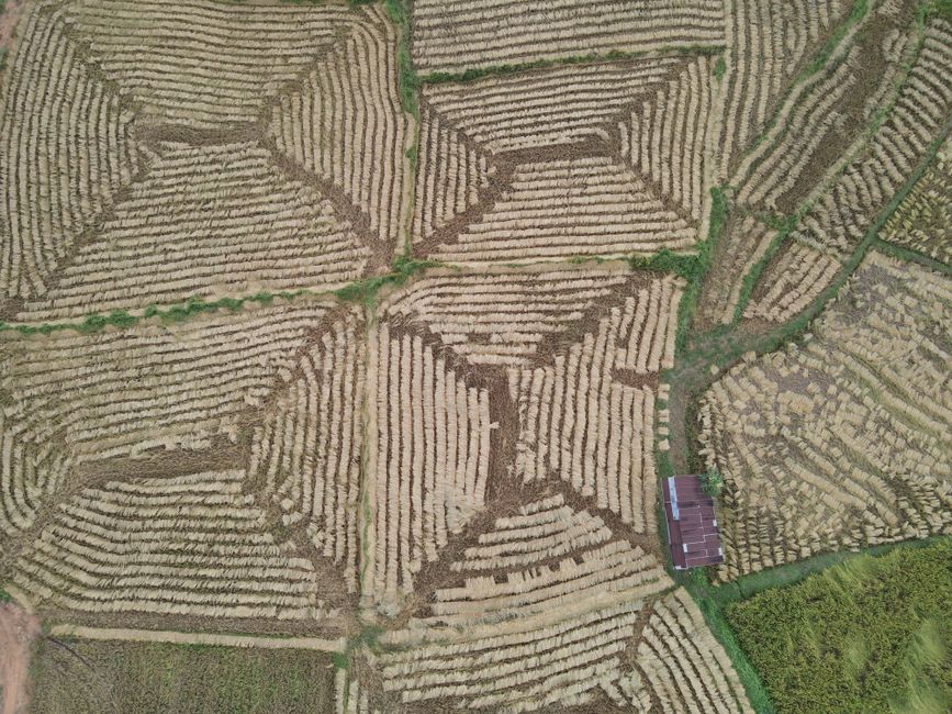 Living Land Rice Farm