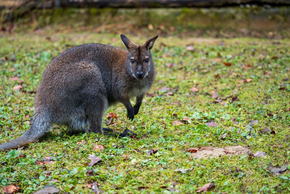 Ljubljana Zoo