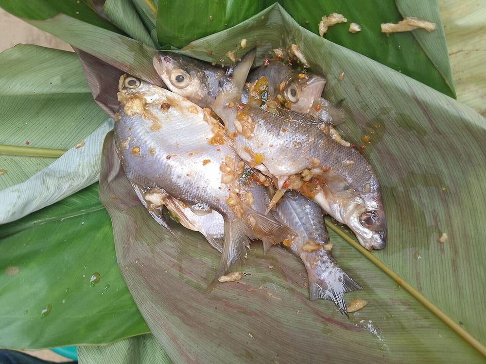 Maboké, Congo Republic (Wimup)