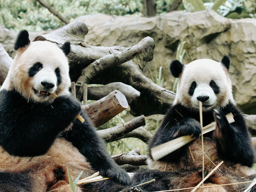 Meet the pandas at Adelaide Zoo, Adelaide, Australia
