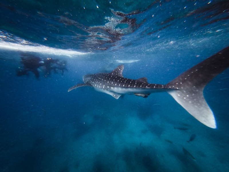 Meet the whale sharks at Kaiyukan, Osaka, Japan