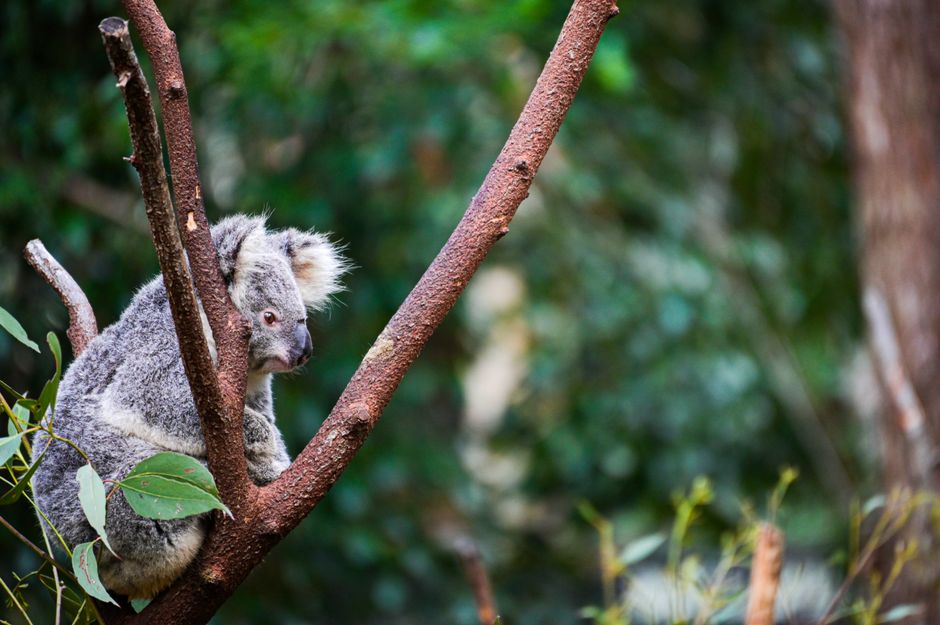 Meet the wildlife at Currumbin Wildlife Sanctuary, Gold Coast, Australia