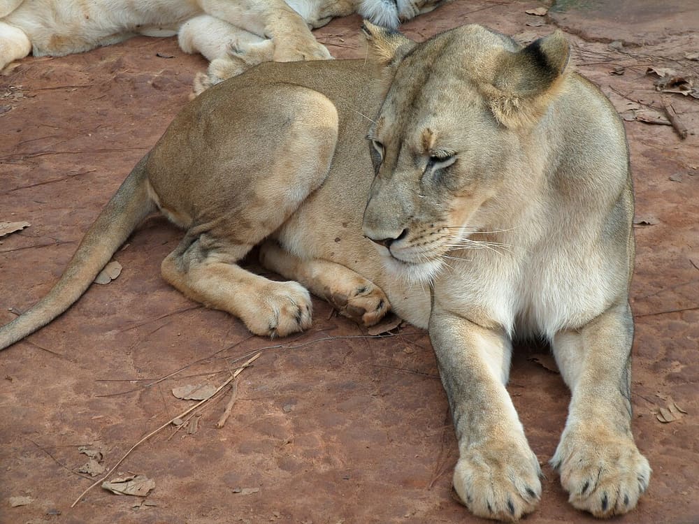 Mefou National Park, Yaounde, Cameroon (Wimup)