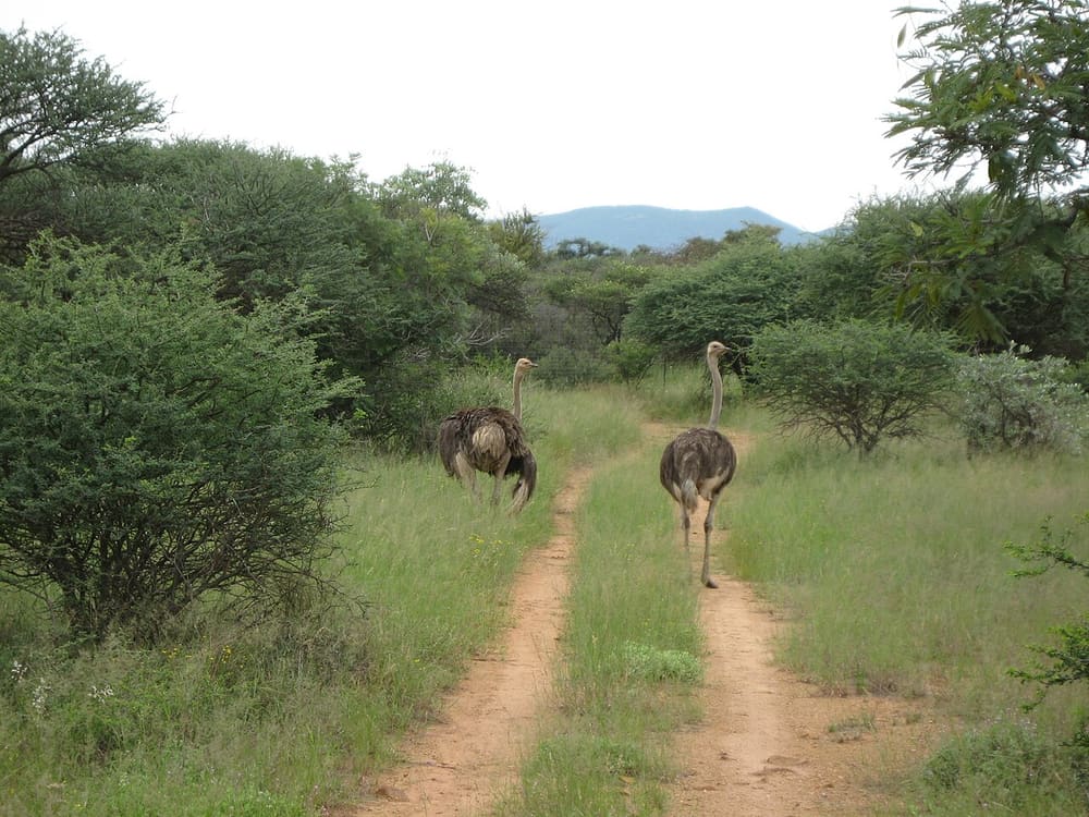 Mokolodi Nature Reserve, Gaborone, Botswana (Wimup)