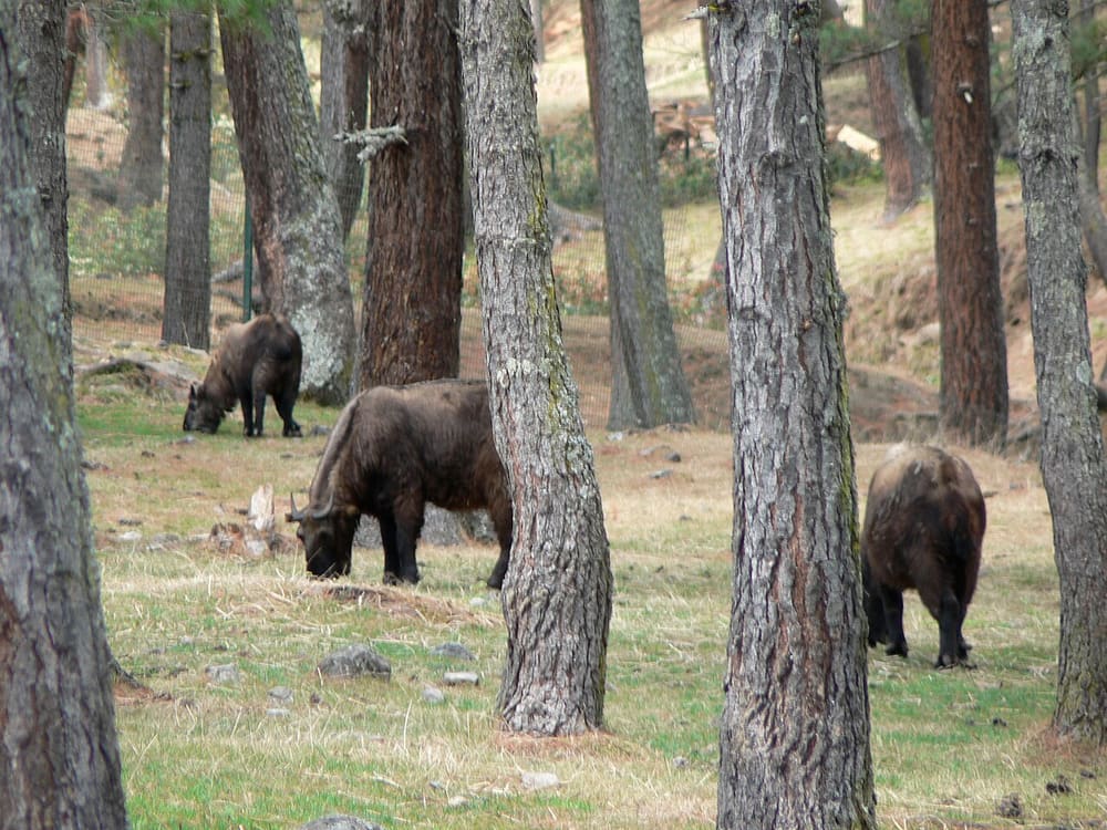 Motithang Takin Preserve, Thimphu, Bhutan (Wimup)