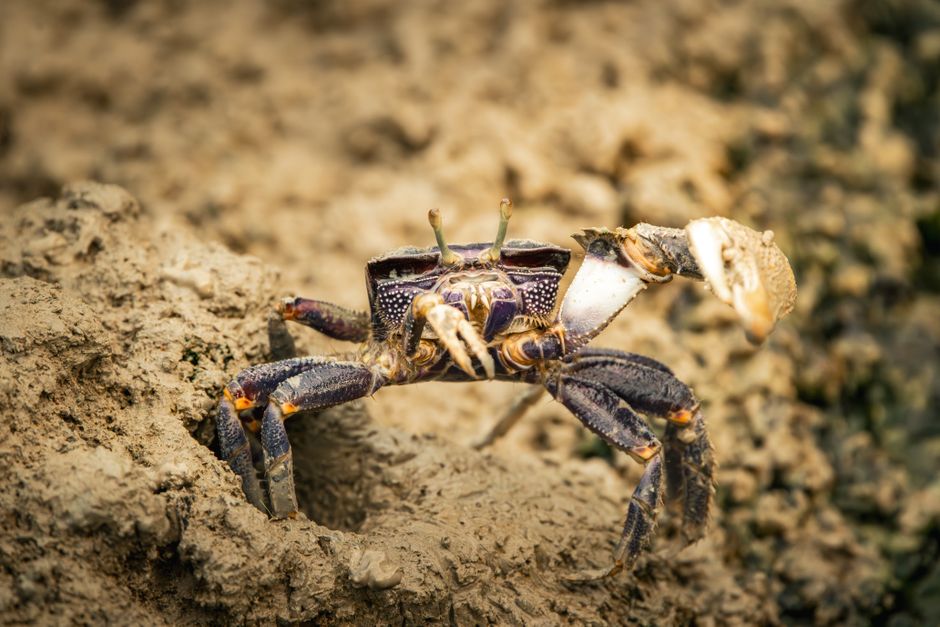 Mud crab, Gold Coast (Wimup travel guide)