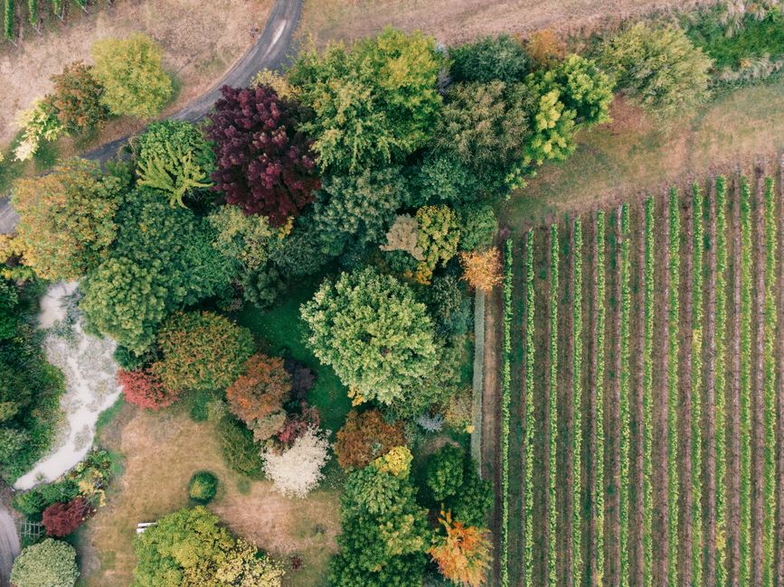 Mudbrick Vineyard