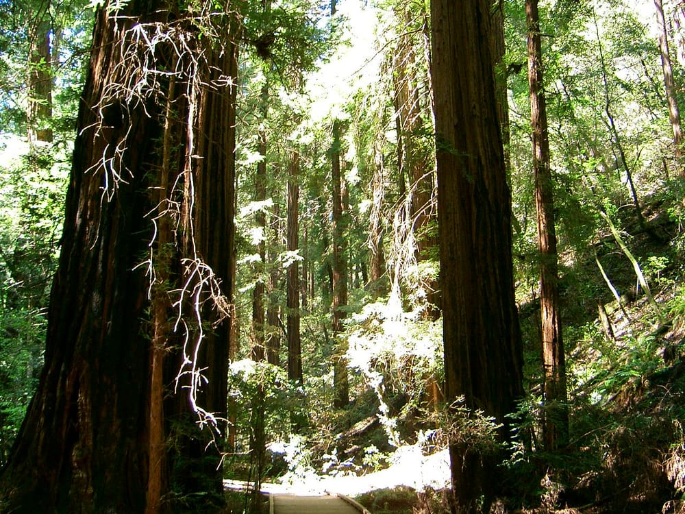 Muir Woods