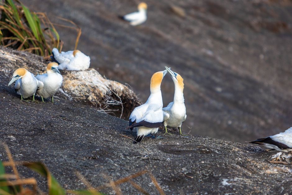 Muriwai gannet colony