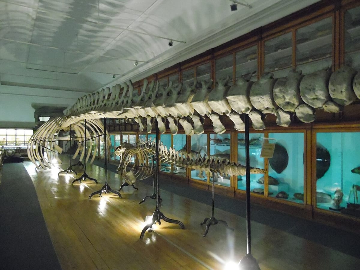 Museu da Ciência