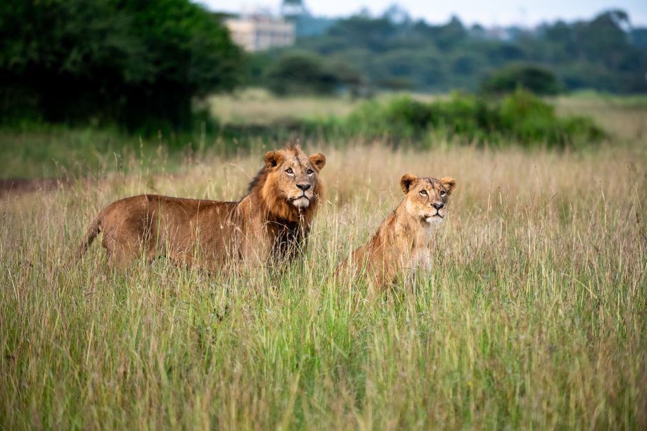Nairobi National Park