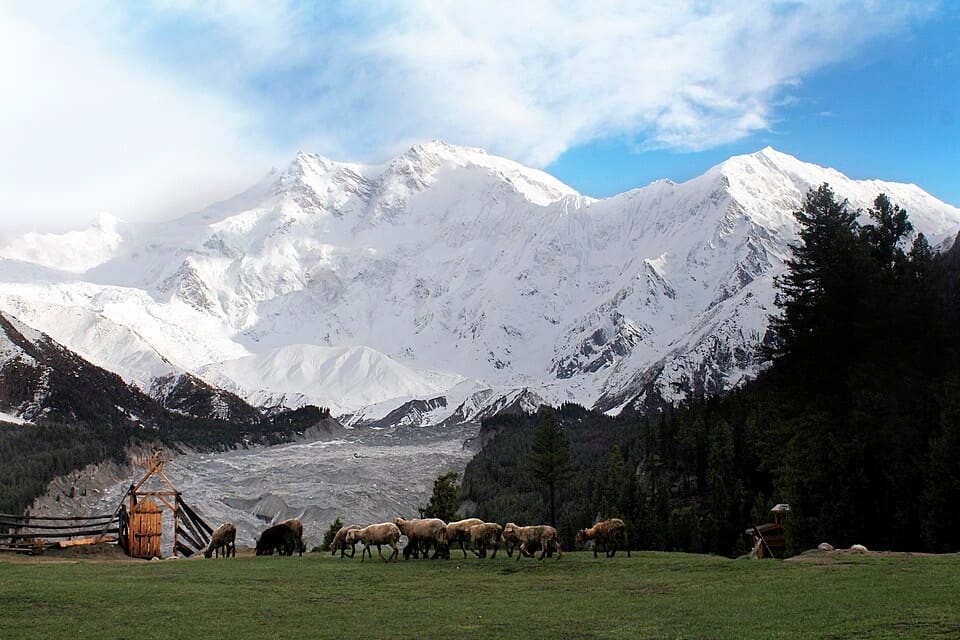 Nanga Parbat's snowy massif above Fairy Meadows, Gilgit-Baltistan, Pakistan