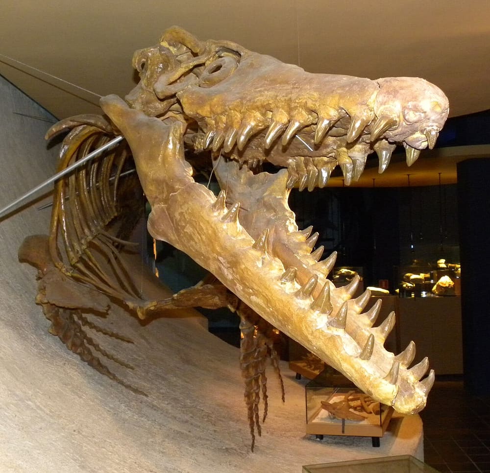 Natuurhistorisch Museum