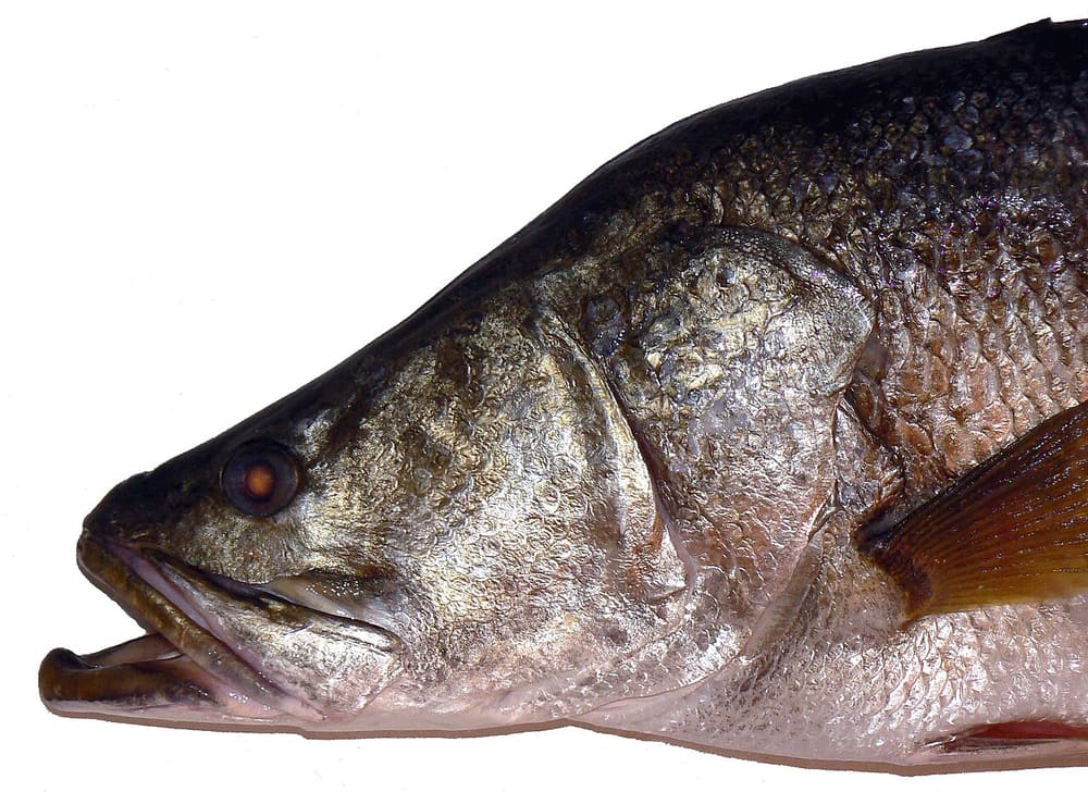 Nile perch, Uganda (Wimup)