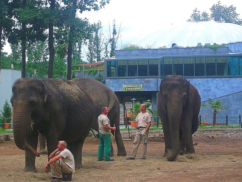 Nyíregyháza and Sóstó Zoo