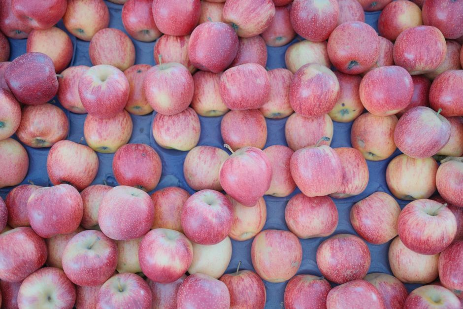 Okanagan apples, Kelowna (Wimup travel guide)