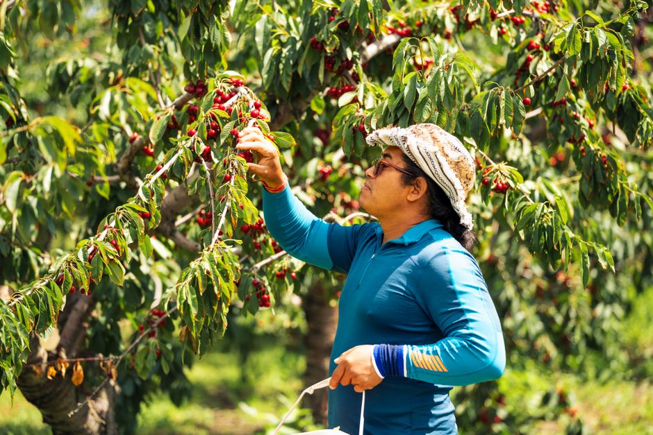 Okanagan cherries, Kelowna (Wimup travel guide)