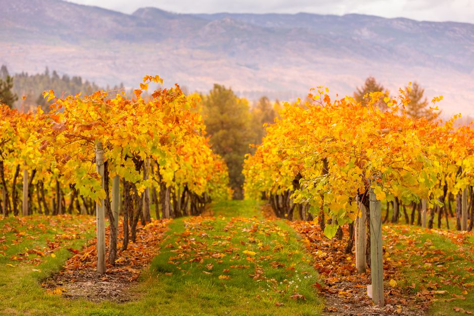 Okanagan Wine & Orchard Museum