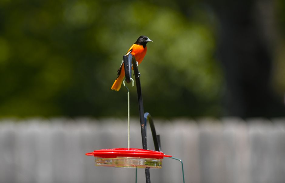Oriole