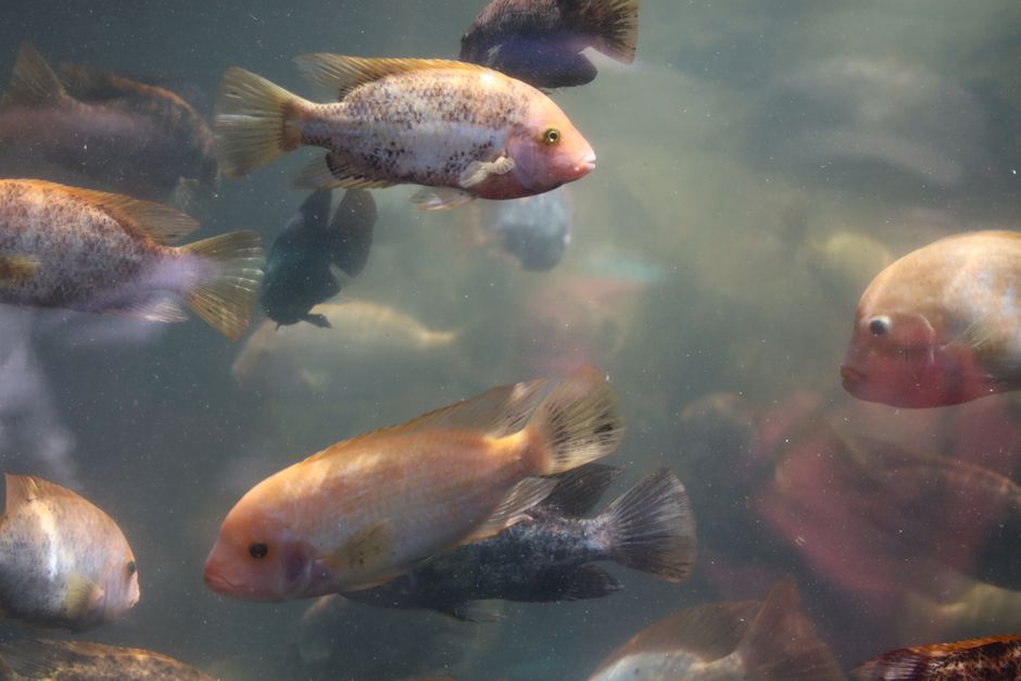 Parque Explora and its aquarium, Medellín, Colombia