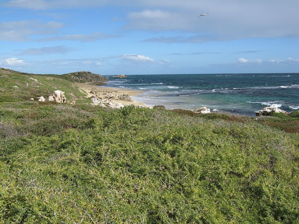 Penguin Island