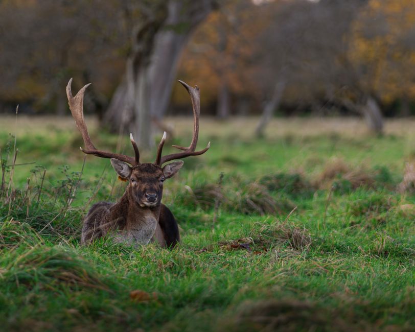 Phoenix Park, Dublin, Ireland