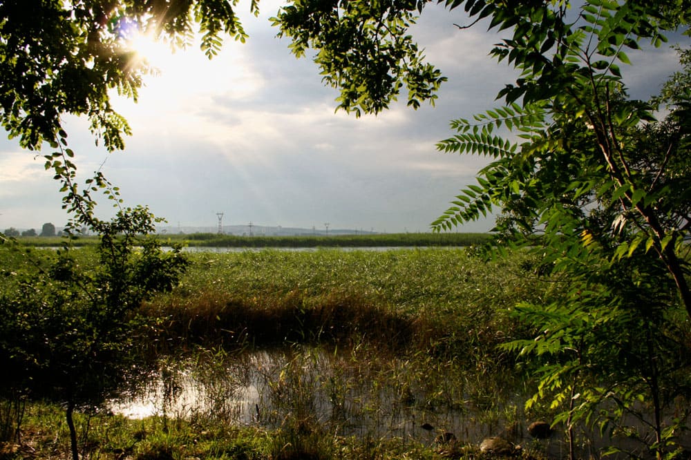 Poda Protected Area, Burgas, Bulgaria (Wimup)