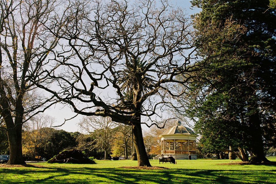 Pukekawa / Auckland Domain