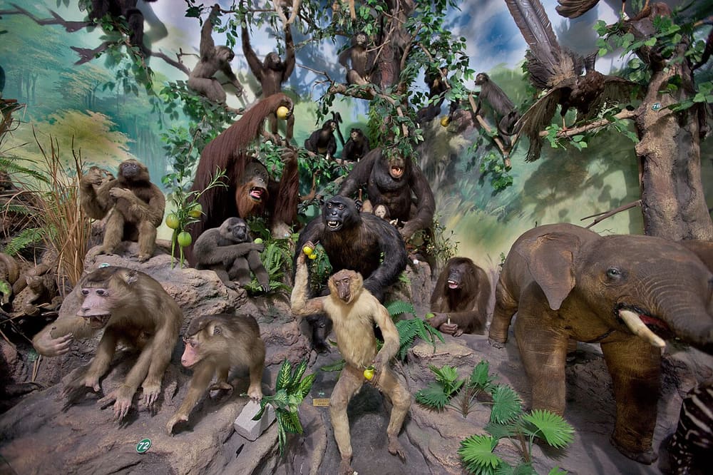 Rahmat International Wildlife Museum & Gallery, Medan, Indonesia (Wimup)