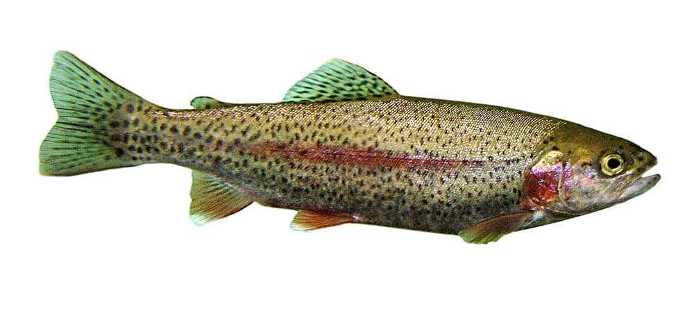 Rainbow trout, Rotorua (Wimup travel guide)