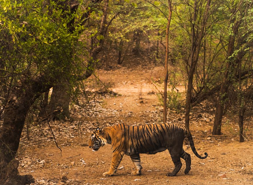 Ranthambore National Park