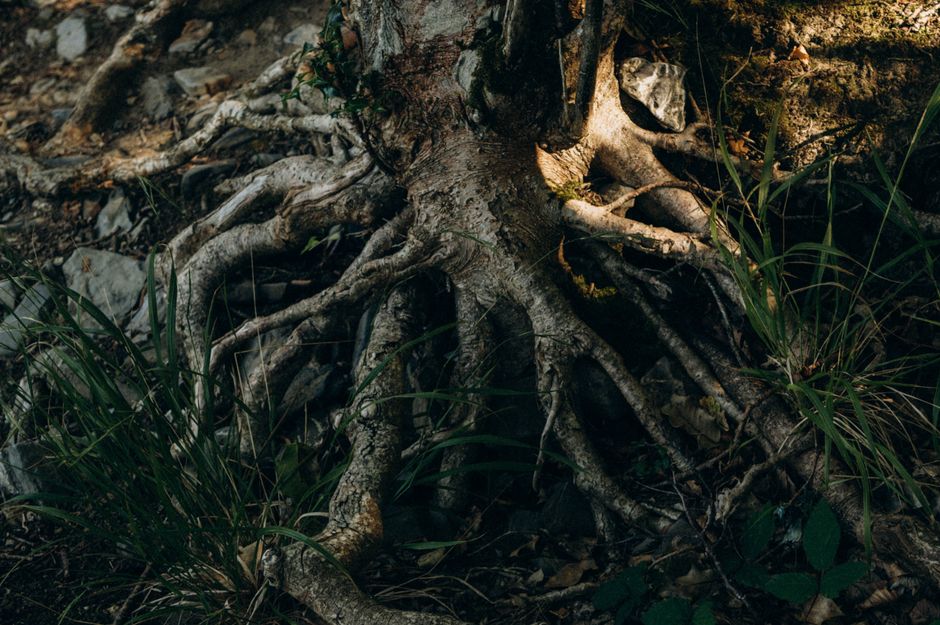 Roots