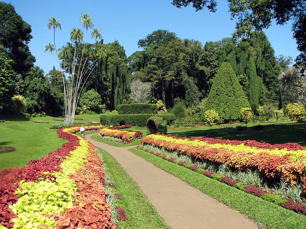 Royal Botanic Gardens Peradeniya, Kandy, Sri Lanka (Wimup)